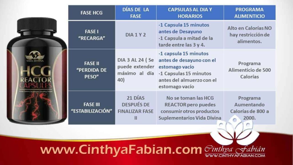 FASES DE LA DIETA HCG REACTOR