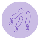 Helicobacter Pylori icon C 8 »