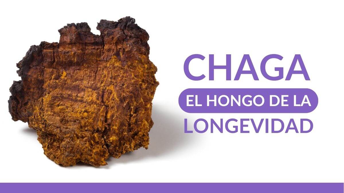CHAGA HONGO DE LA LONGEVIDAD